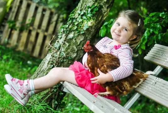 UK, England, Derbyshire, Tissington, Heritage Hens UK, rare breed